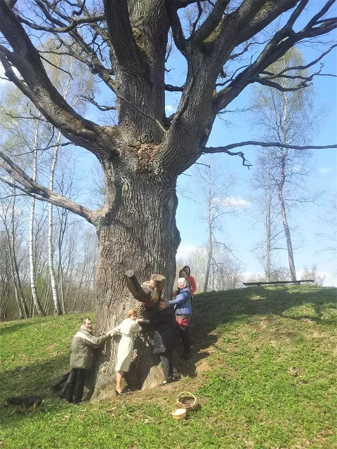 Šaukšteliškių ąžuolas II