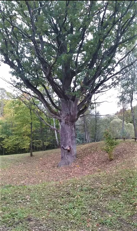 Šaukšteliškių ąžuolas