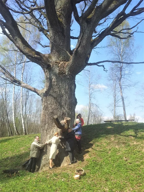 Oak II