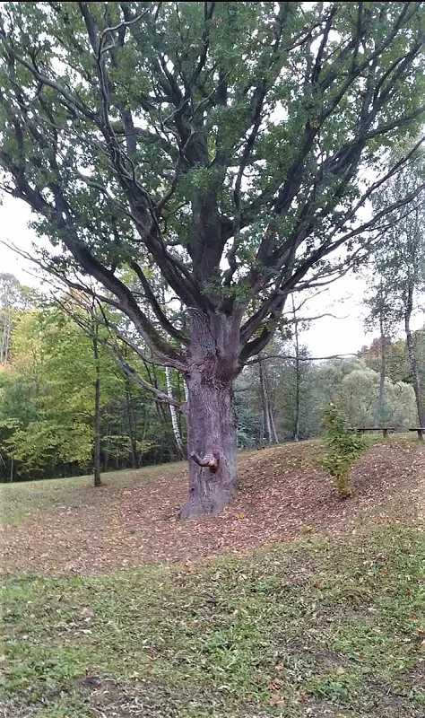Oak